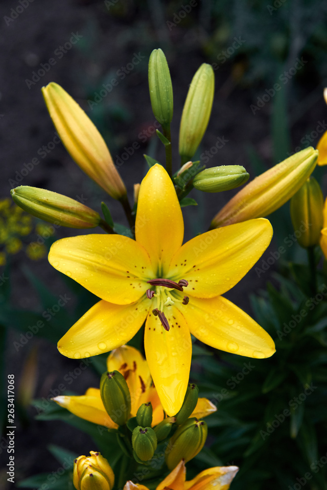 The flower of a yellow lily growing in a summer garden. Bouquet of lilies. Drops on the petals of the flowers. Beautiful delicate plant in nature The flower of a yellow lily growing in a summer garden. Bouquet of lilies. Drops on the petals of the flowers. Beautiful delicate plant in nature