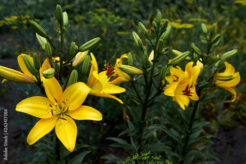 The flower of a yellow lily growing in a summer garden. Bouquet of lilies. Drops on the petals of the flowers. Beautiful delicate plant in nature