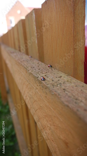 Ladybird