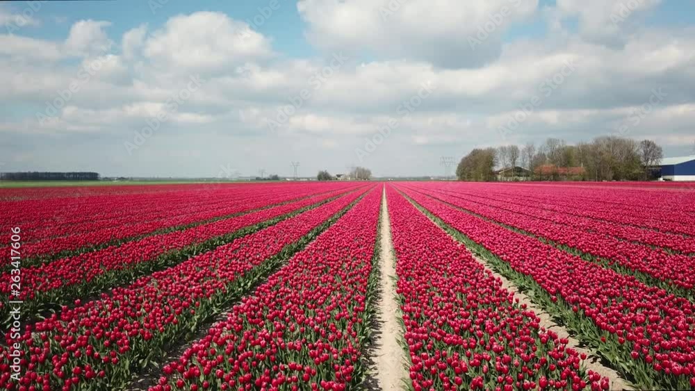 Red Tulip Flower fields in Holland - Aerial Red Tulip Flower fields in Holland - Aerial
