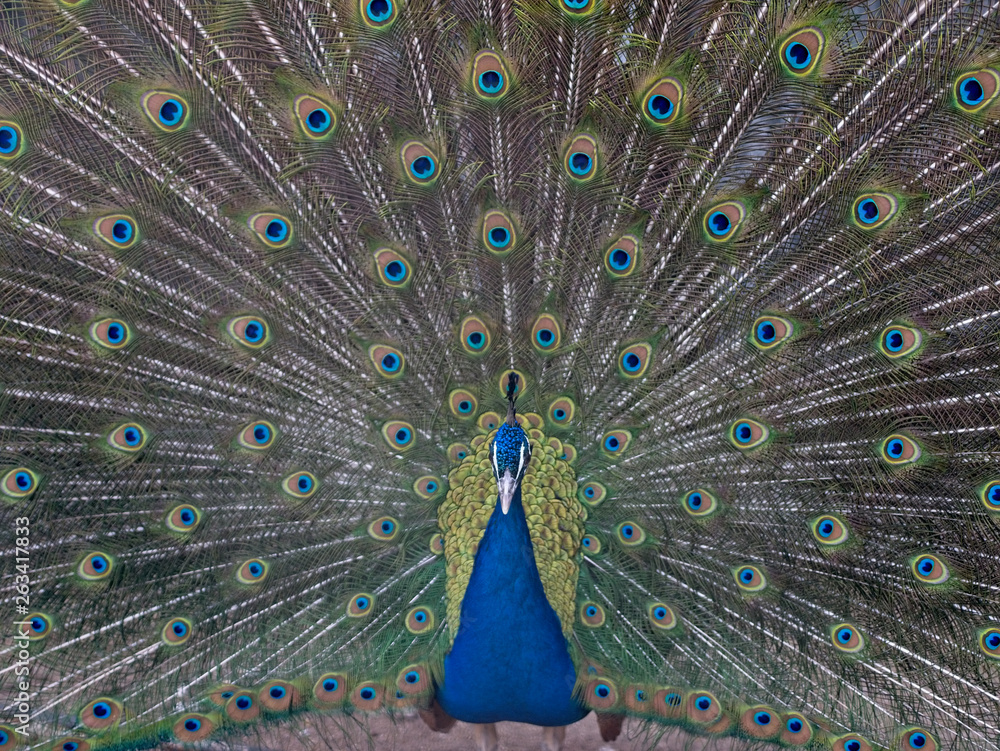 Obraz premium Blue or Indian male peafowl /peacock displaying his beautiful covert eye-spotted feathers as a courtship ritual to attract female.