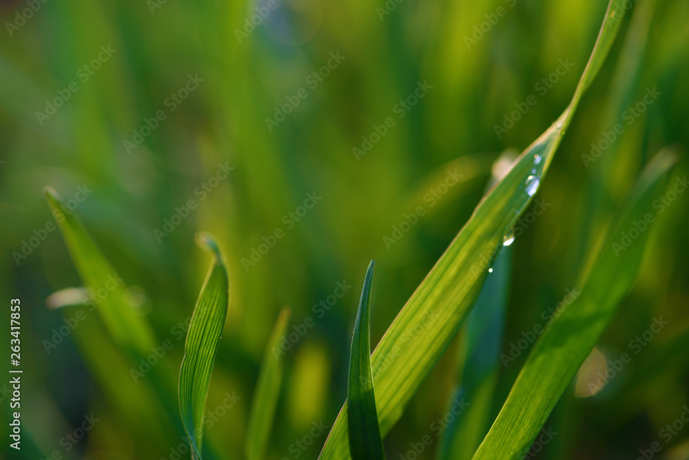 Background with green wet grass Background with green wet grass