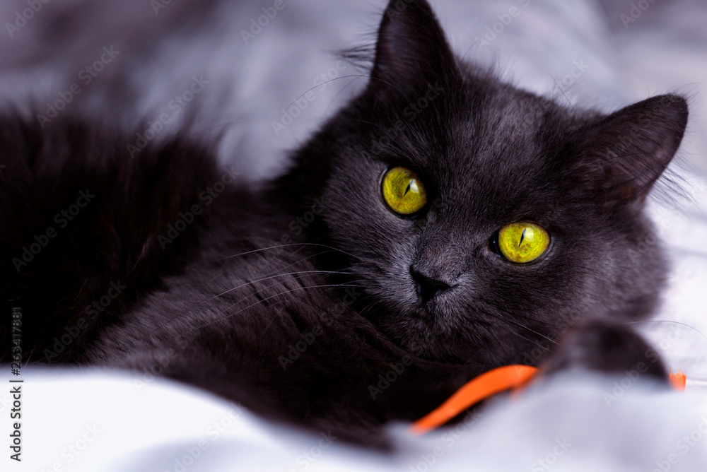 Naklejka premium Cat plays with a ribbon