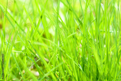 Background with green wet grass 