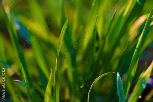 Background with green wet grass 