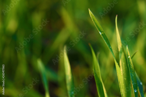 Background with green wet grass 