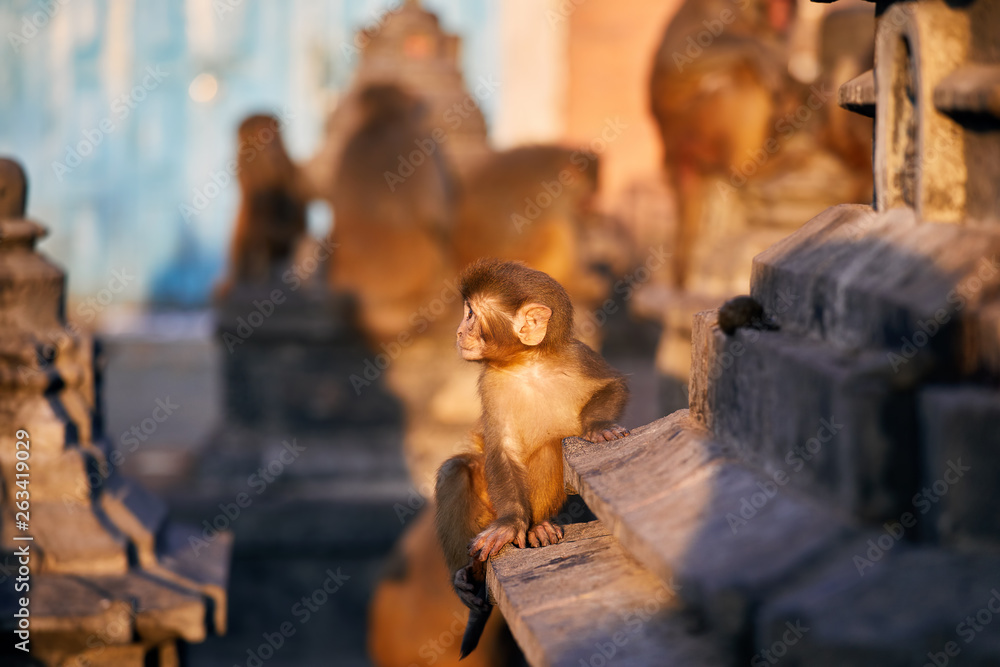 Monkey in Buddhist temple