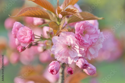 Sakura background for greeting card. special filter. Beautiful Cherry Blossoms (Sakura Hanami).  copy space. place for text. spring flowers. soft focus