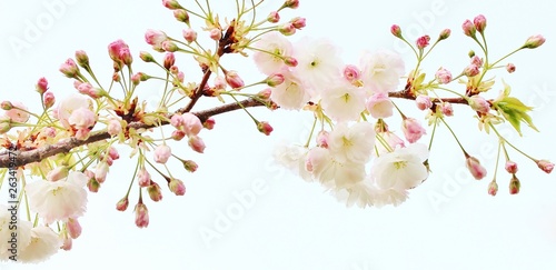 Sakura white fluffy. Sakura season. Cherry blossom. Background with flowers on a spring day.  soft focus . Beautiful Cherry Blossoms  Sakura Hanami .   copy space. place for text. spring flowers.