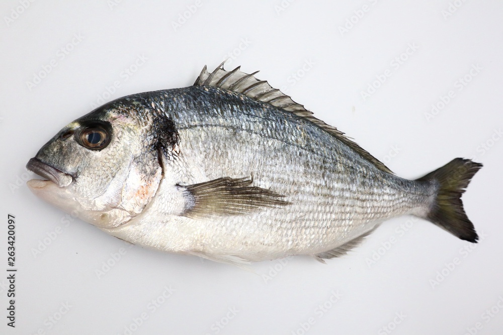 SEA BREAM Sparus Aurata, Fish of Bream family Sparidae SEA BREAM Sparus Aurata, Fish of Bream family Sparidae