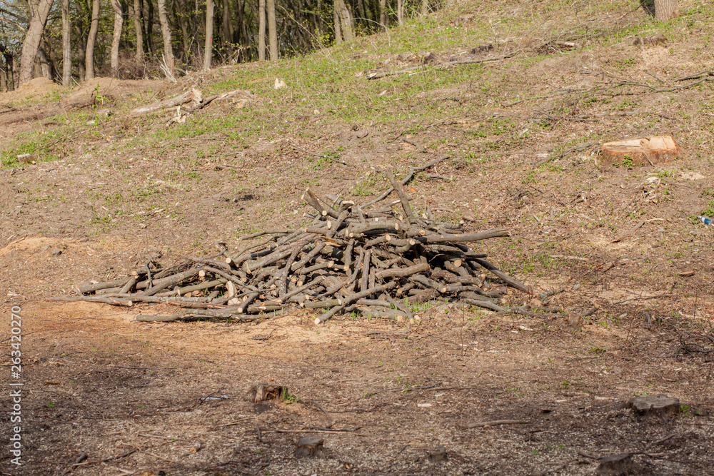 Pine tree forestry exploitation in a sunny day. Stumps and logs show that overexploitation leads to deforestation endangering environment and sustainability Pine tree forestry exploitation in a sunny day. Stumps and logs show that overexploitation leads to deforestation endangering environment and sustainability