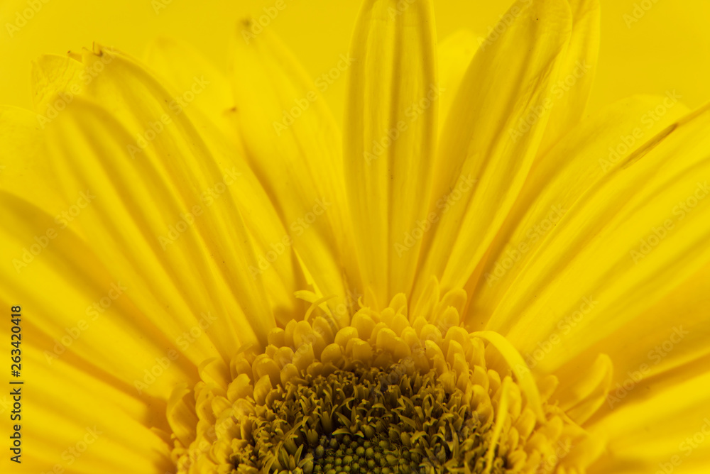 closeup of yellow flower