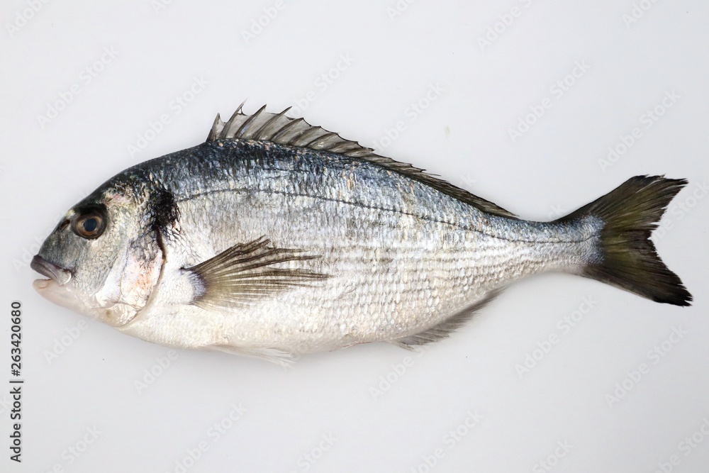 SEA BREAM Sparus Aurata, Fish of Bream family Sparidae