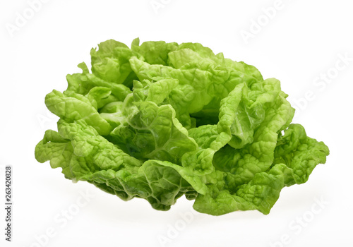 Young leaves of curly chinese cabbage on a neutral white background