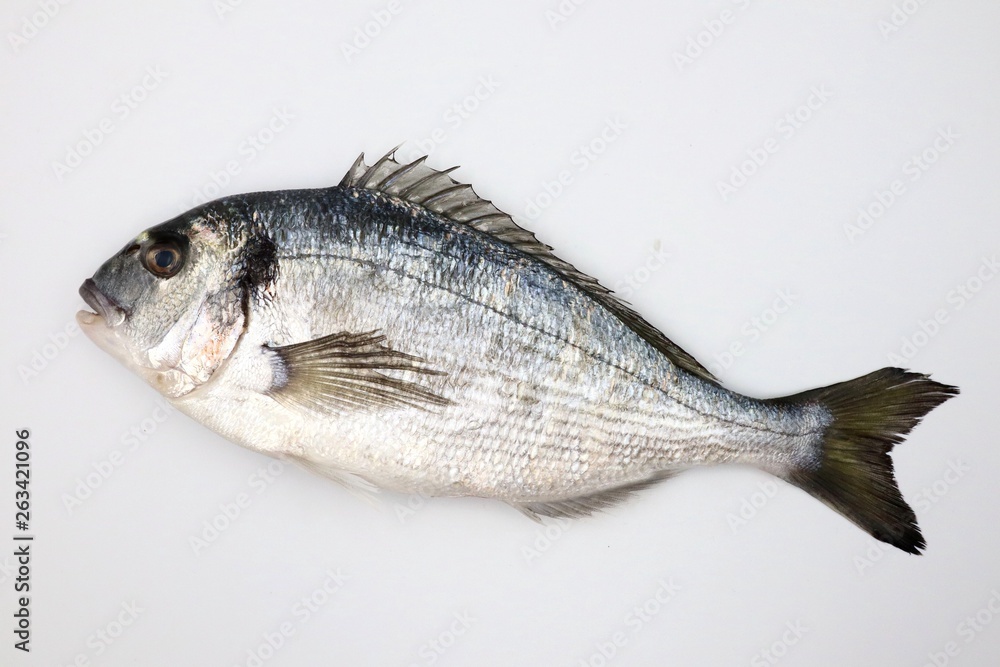 SEA BREAM Sparus Aurata, Fish of Bream family Sparidae
