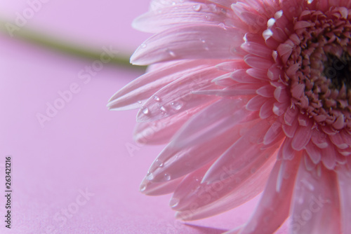 closeup of pink flower with water drops