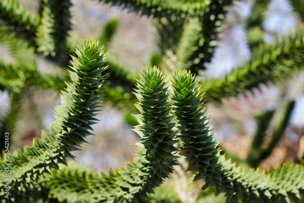View of the leaves of the Araucaria araucana (monkey puzzle tree) View of the leaves of the Araucaria araucana (monkey puzzle tree)