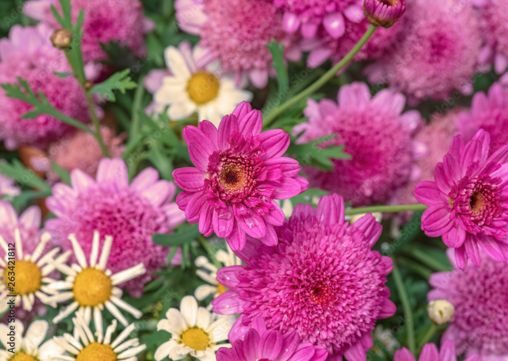 Obraz premium Pretty scene with violet daisies in full bloom at dawn