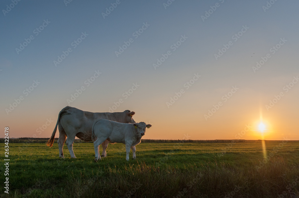 Cattle Grazing on the Frisian Mud Flats Cattle Grazing on the Frisian Mud Flats