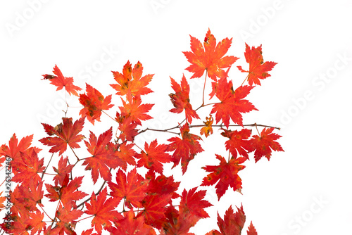 Branch of autumn leaves isolated on white