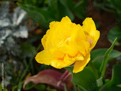 Yellow Double Tulip