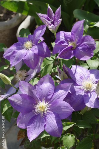 テッセンの花 紫色