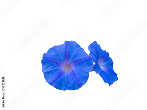 ed violet two blossoming flowers isolated on white