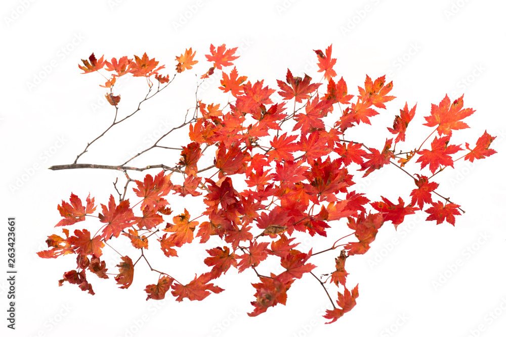 Branch of autumn leaves isolated on white Branch of autumn leaves isolated on white
