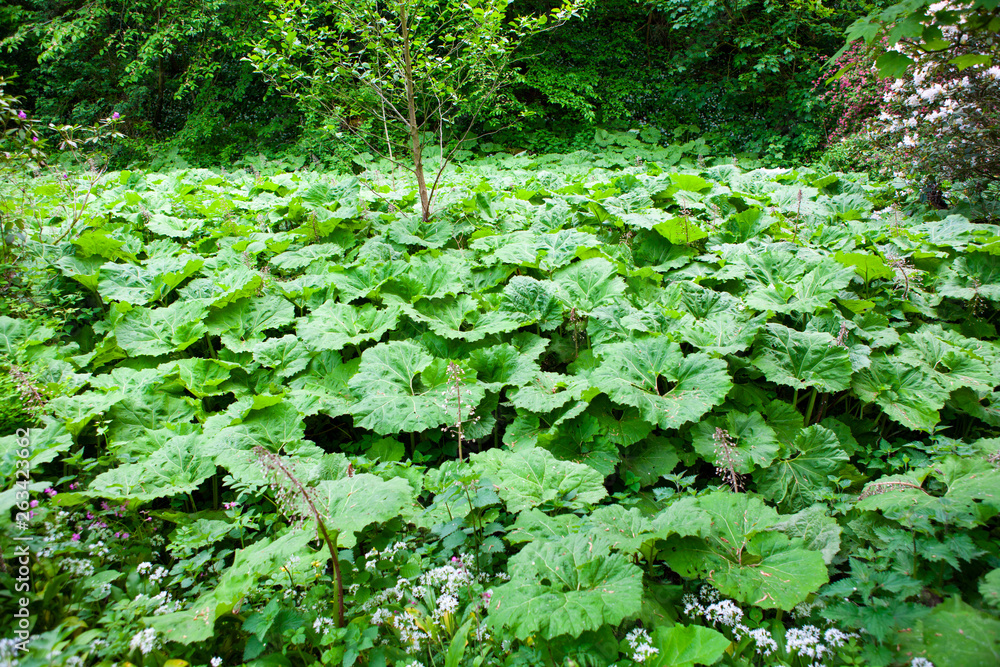 Field of wild lilies growing near a river Field of wild lilies growing near a river