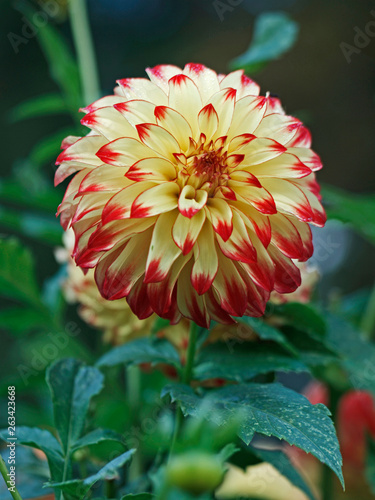 Dahlia 'Lady Darlene' close up in a flower border