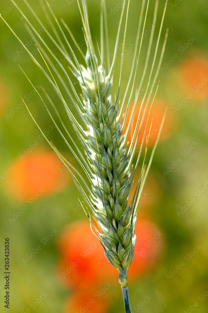 Fototapeta premium Wheat ear.