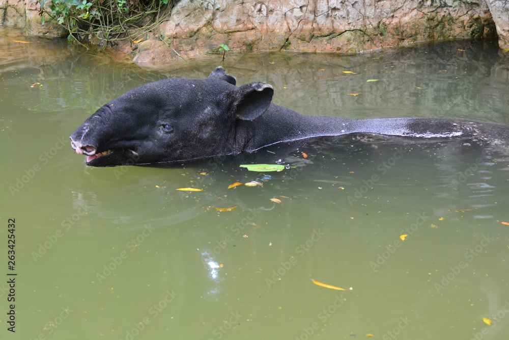 Fototapeta premium Malayan Tapir (Tapirus indicus) in water