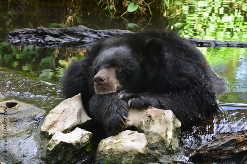 Malayan Sun Bear (Helarctos malayanus) in nature