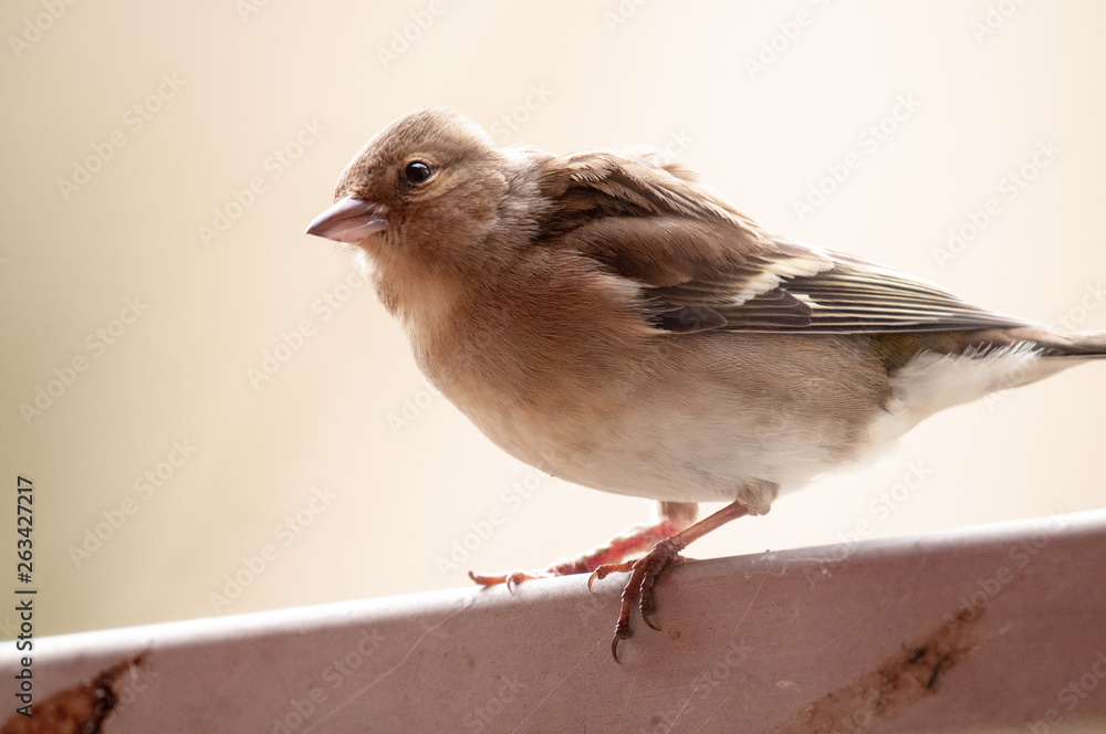 Cloe-up of a house sparrow. Cloe-up of a house sparrow.