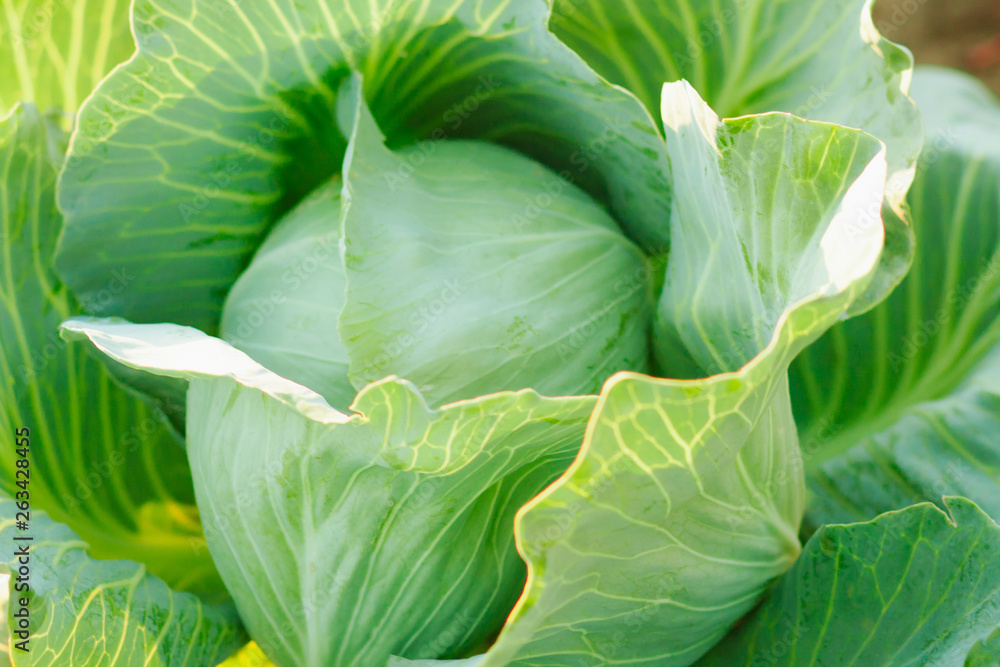 Cabbage background. Fresh cabbage from farm field. Vegetarian food concept. Organic cultivation. Home gardening. Vegetable farming Cabbage background. Fresh cabbage from farm field. Vegetarian food concept. Organic cultivation. Home gardening. Vegetable farming