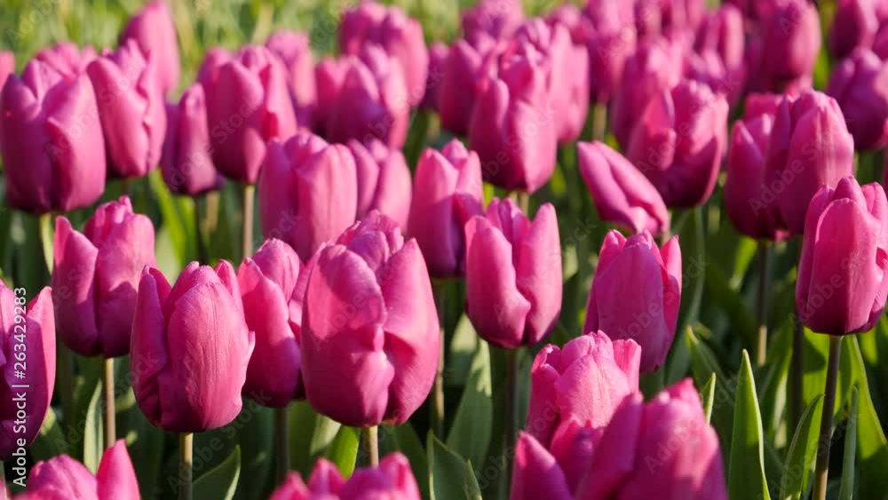 Flower beds with a variety of beautiful tulips in Keukenhof park in the Netherlands Flower beds with a variety of beautiful tulips in Keukenhof park in the Netherlands
