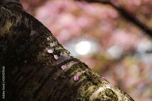 松田山の桜