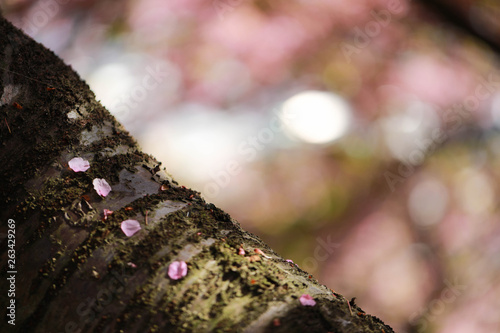 松田山の桜