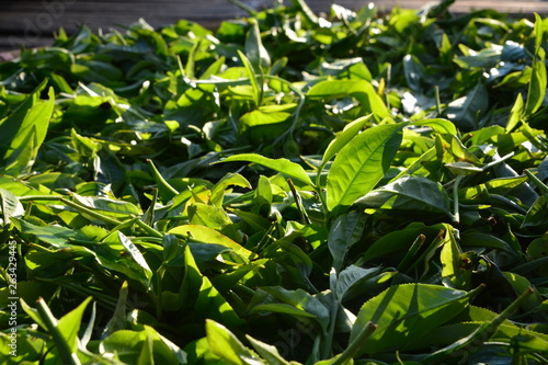 Tea plucking