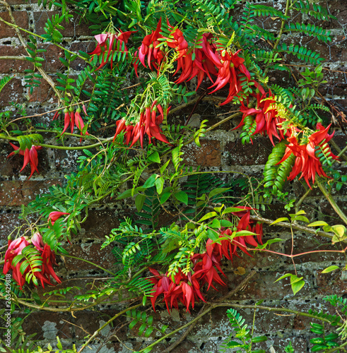 Clianthus puniceus flowering in a walled garden photo