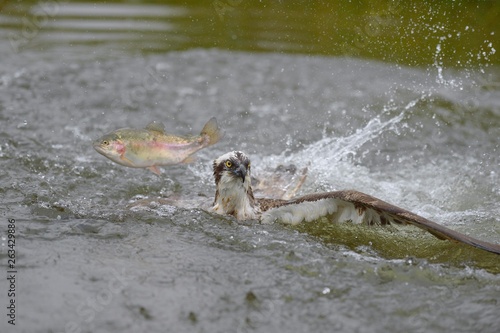 Osprey (Pandion haliaetus), lying on water unsuccessful hunt for a rainbow trout (Oncorhynchus mykiss), fish jumping over eagle, Tampere, Western Finland, Finland, Europe