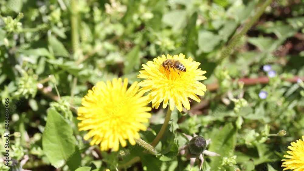 Dandelion with bee. The bee collects honey. Honey bee at work. Fly on the dandelion Dandelion with bee. The bee collects honey. Honey bee at work. Fly on the dandelion