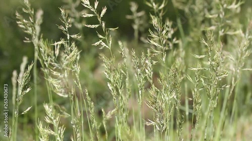 Light blurred nature with spicas background with highlight. Green grass in the wind. Texture, background. Spicas under the sun. Macro. Close up. photo