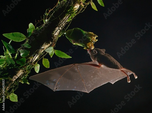 Pallas's long-tongued bat (Glossophaga soricina), approaching a flower at night, eats Necktar, Costa Rica, Central America photo