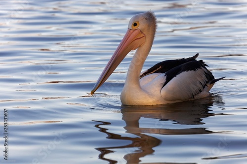 Australian pelican (Pelecanus conspicillatus) in water, Noosa River, Noosaville, Queensland, Australia, Oceania