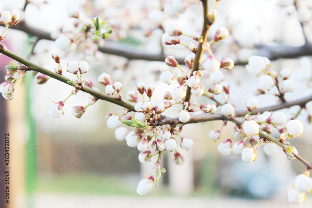 Obraz premium Blooming beautiful tree