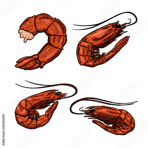Set of illustrations of shrimps on white background. Design element for poster, t shit, card, emblem, sign, badge.