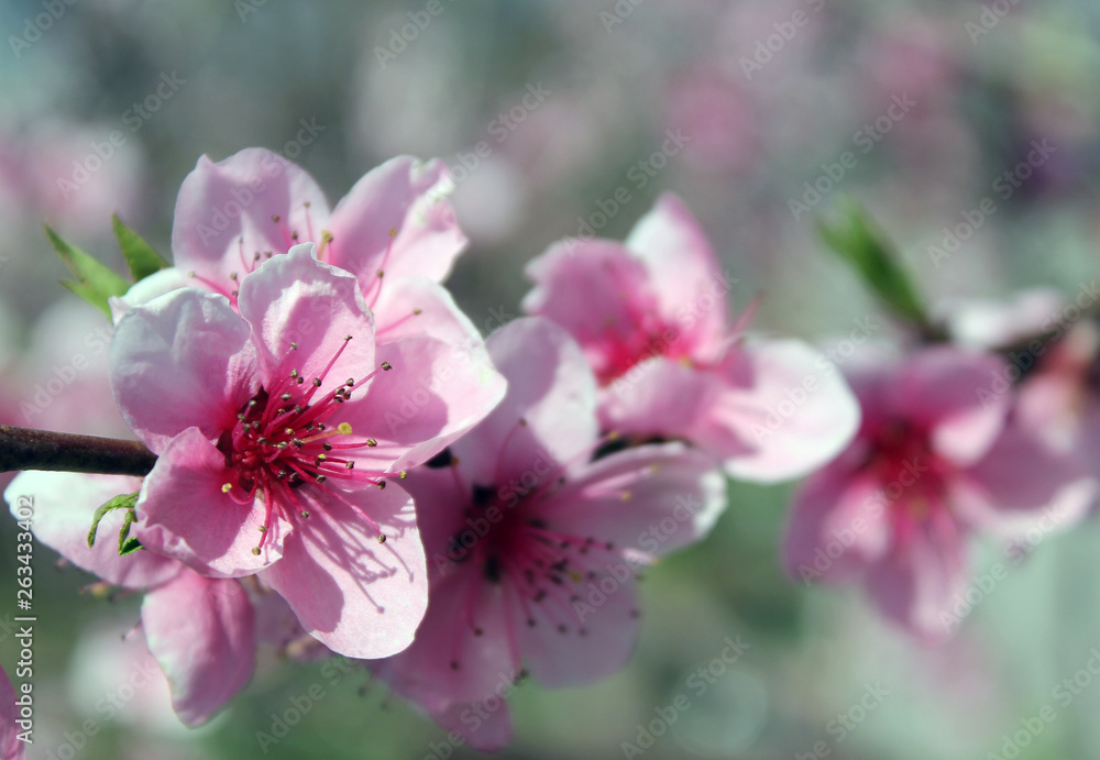 pink cherry blossom flower in spring time over blue sky. pink cherry blossom flower in spring time over blue sky.