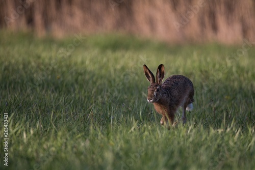 Hare