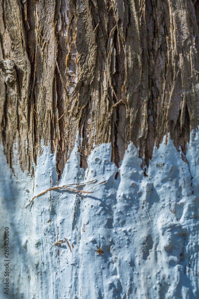 Bark material, close-up Bark material, close-up